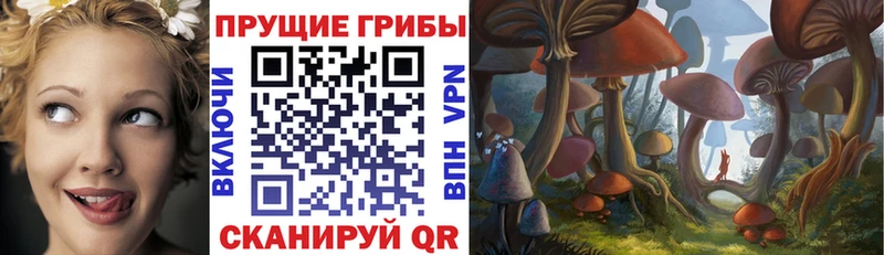 Галлюциногенные грибы Psilocybe Княгинино